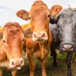 Trump Rejects UN Farm Declaration, Seeks UN “Free Speech” Declaration