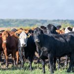Trump’s “Highest Quality” Mystery Beef: Safety Questions Mount