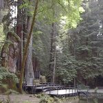 Leaked Bohemian Grove Membership List Ignites Online Backlash