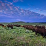 Leftists’ “Land Acknowledgments”: If the Land Is Stolen, When Will They Return It?