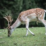 Follow the “Science”? Michigan Legalizes Deer Feeding — but Not for Hunters