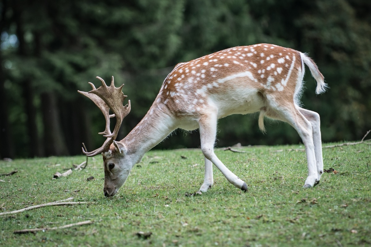 Follow the “Science”? Michigan Legalizes Deer Feeding — but Not for Hunters