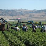 Congressional Republicans Push Amnesty for Illegal Farmworkers