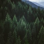Town in Quebec, Canada, Recognizes “Right to Life” for … Trees