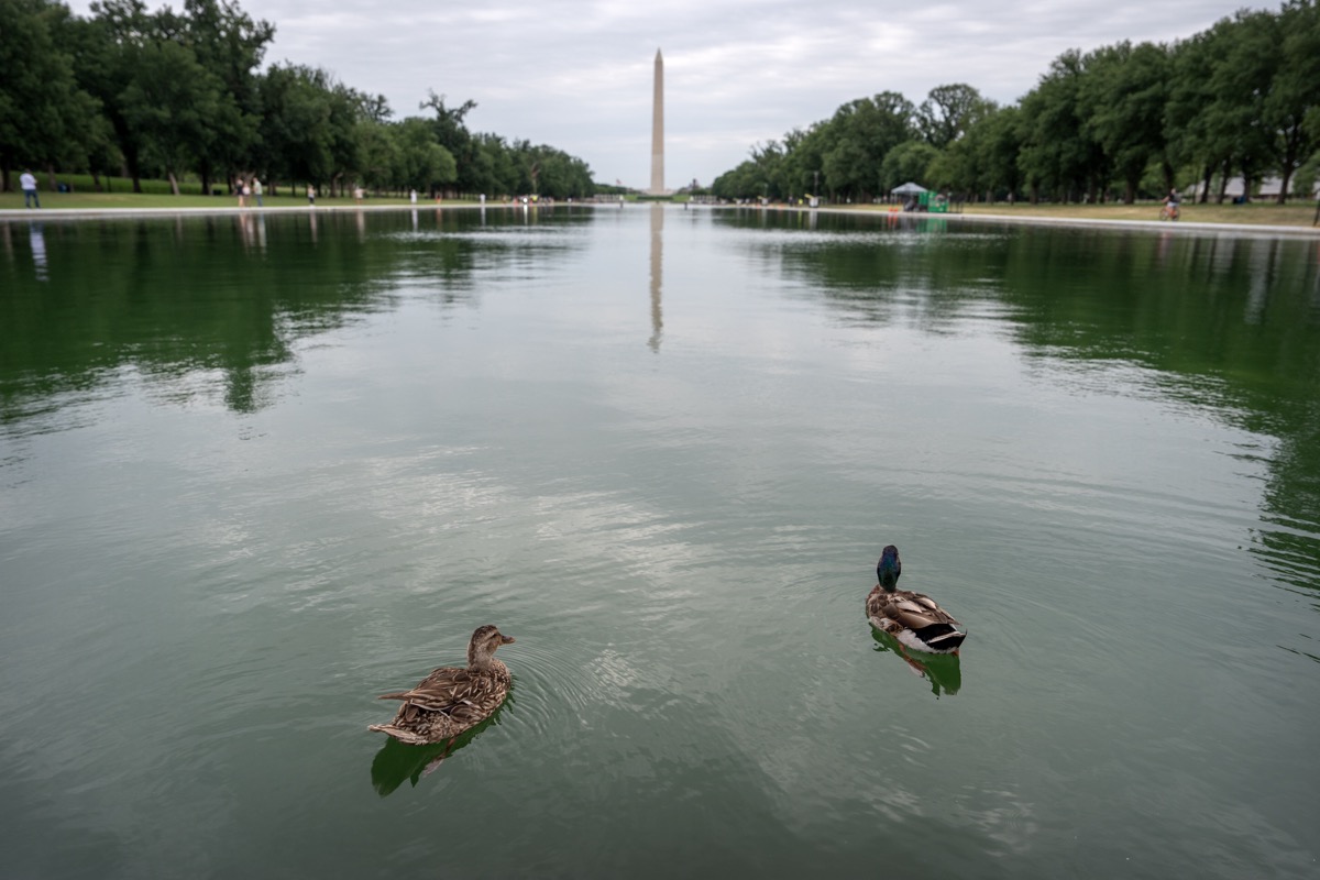 Trump Blames Vandals After $14.2 Million Reflecting Pool Renovation Turns Green and Peels