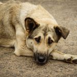 Diversity’s Fruits: Islam’s Brutal War on Dogs Comes to the U.S.