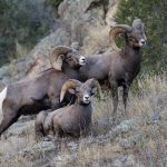 Colorado Moves Against Fur Sales, Reviving the War on Hunting and Trapping