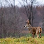 Follow the “Science”? Michigan Legalizes Deer Feeding — but Not for Hunters