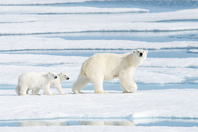 Polar bears doing fine. Global warming
