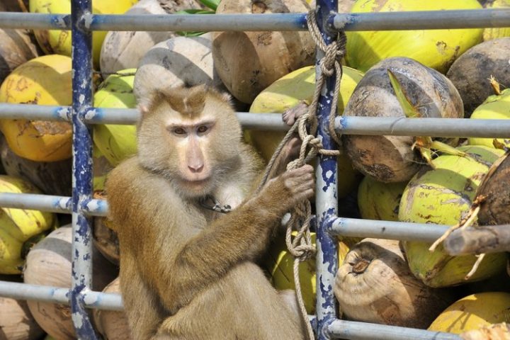 Monkey Business: PETA Wants to Make Working Thai Monkeys Unemployed