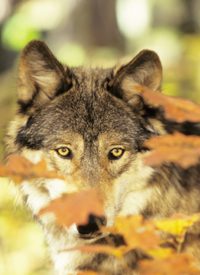 Wolf Danger: Idaho Lawmakers Pass Emergency Measure