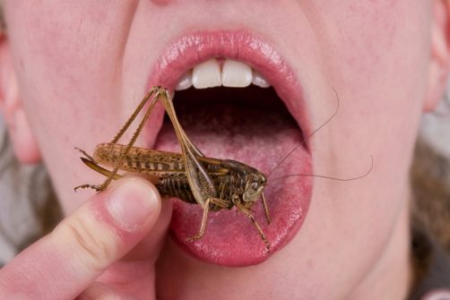 World Economic Forum: We Can be “Conditioned” to Eat Weeds and Bugs to Save Us From Climate Change