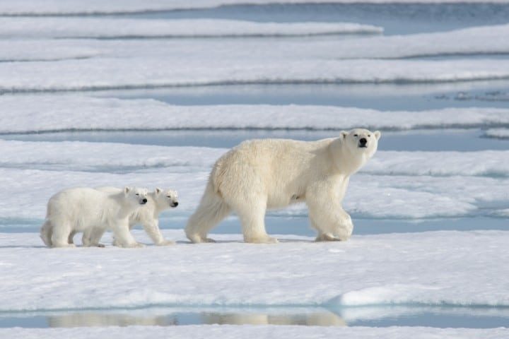 Global Warming Mascot — the Polar Bear — Is Doing Just Fine, According to New Report