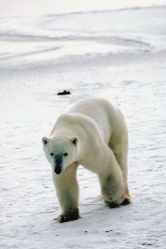 Polar Bears Thrive but Interior Dept. Calls Them “Threatened”