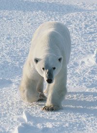 Polar Bears Thrive, Contrary to WWF Claims