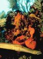 States Impose Hefty Fines to Protect Delicate Coral