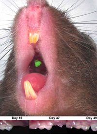 Scientists Bioengineer Mouse Teeth