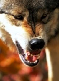 Wolves Will Thrive Despite Recent Hunts