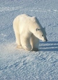 Is Global Warming Making Polar Bears Smaller?