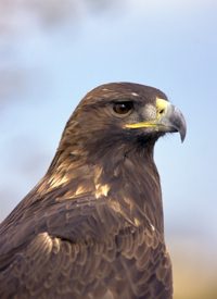 Turbines Killing Birds, Bats