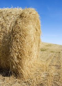 Cattle Feeder Says EPA Declared Hay a Pollutant