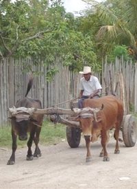 Honduran Deaths Trigger EU Carbon Credit Clash