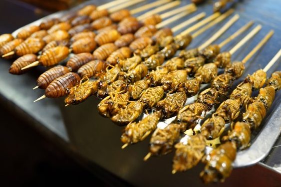 Cicada Swarm Provides Chance for More “Eat-bugs” Propaganda