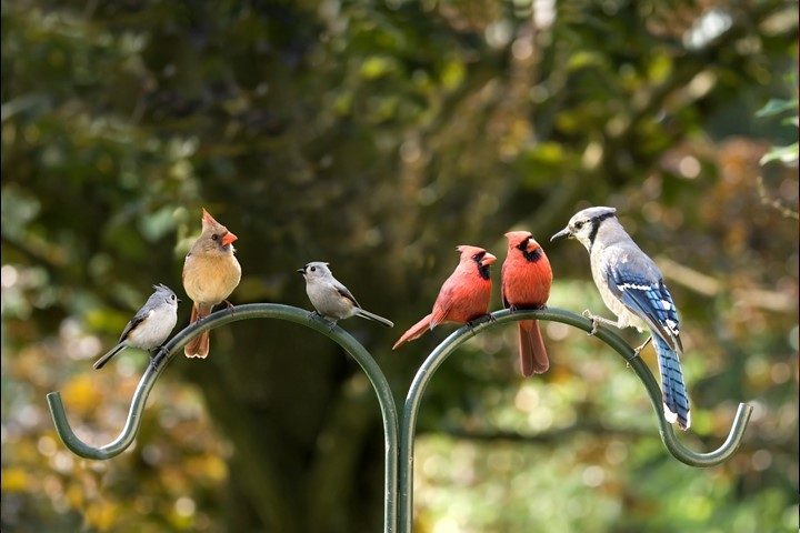 Idiocracy Cometh: Birds Carry a Racist Legacy, Says Washington Post