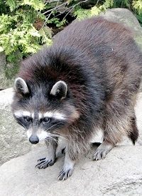 Youth Faces Jail for Dog Killing Raccoon
