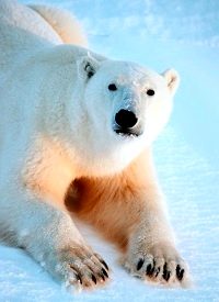 Polar Bears Rule in Obama-nation