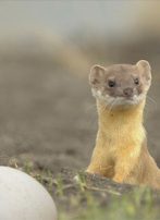 Weasel Words — E.g. “Clearly Constitutional”