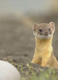 Weasel Words — E.g. “Clearly Constitutional”