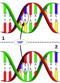 Pentagon to Use Genetic Code to Identify Perfect Soldier?