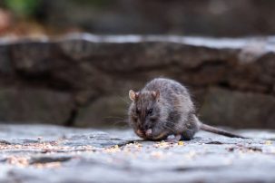 Another Pandemic Gift? Your NYC Dining Companion Could be, Well, a RAT