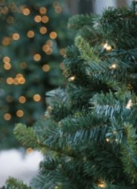 Christmas Trees Too Christian for Climate-change Conference