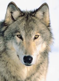 EU Tells Sweden to Rescind Wolf-hunting Licenses or Face Legal Action