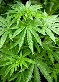 Colorado Poised for Ballot Measure to Legalize Marijuana