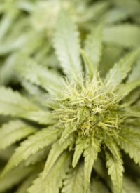 Obama Changes Course on Medical Marijuana