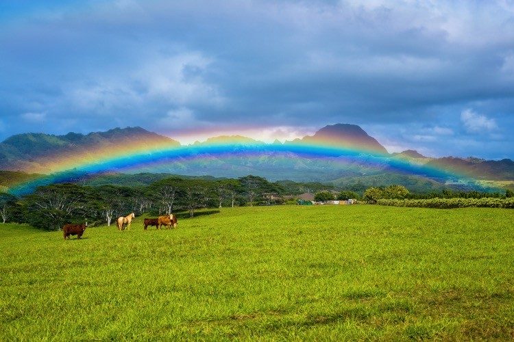 Zuck Now Owns 1.4K Acres in Hawaii as Globalists Race to Buy Farmland