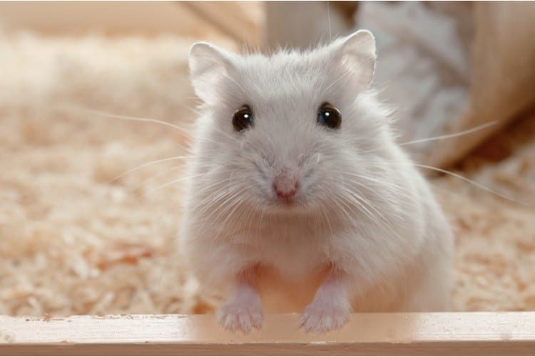 Hong Kong to Kill 2,000 Animals After Hamsters Test Positive for COVID