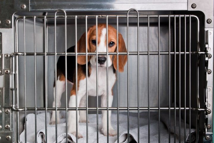 More Canine Cruelty Exposed: Taxpayer $$ Used to Inject Beagles With Cocaine
