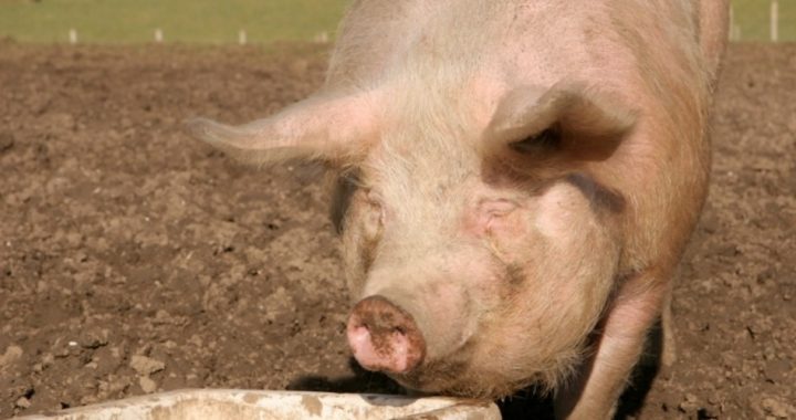 Down On the Farm, Obama Knocks Ryan, Buys More Pork