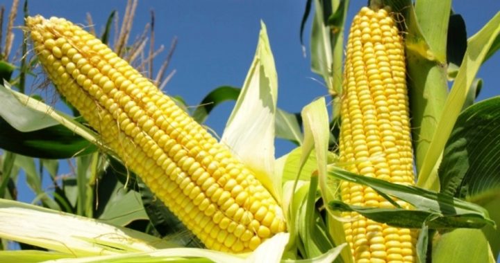 Drought and SuperBugs Devastate U.S. Corn Crop