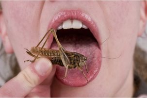 ‘Elites’ on the Common Peoples’ Food Woes: Let Them Eat Bugs