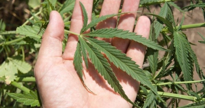 New Hampshire Jury Nullifies Major Felony Marijuana Case