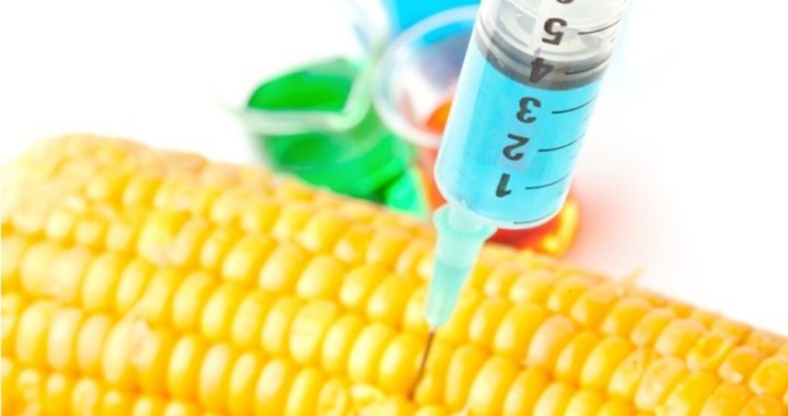 Russia Bans GMO Corn Over Cancer Fears as Pressure Builds on Monsanto