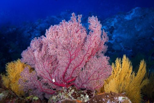 Study: Australia’s Great Barrier Reef Is Surviving Climate Change Just Fine