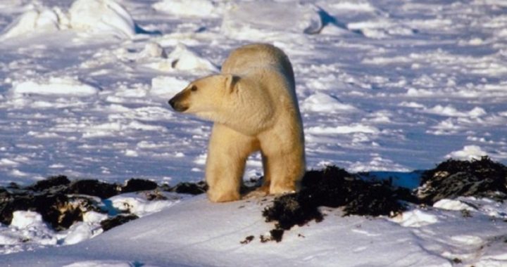 “Save the Polar Bears” Scientist Guilty or Not Guilty?