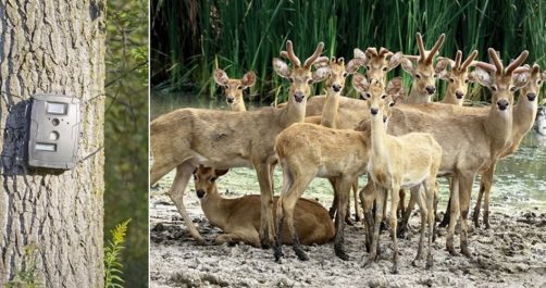 Texas Border With Mexico Secured by Deer Cameras