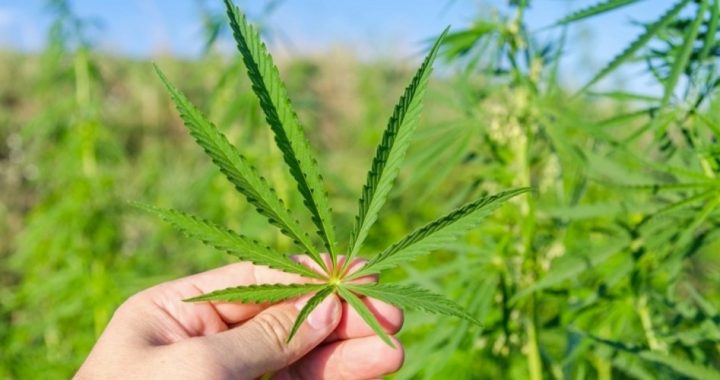 Two States Defy Feds With Full Marijuana Legalization